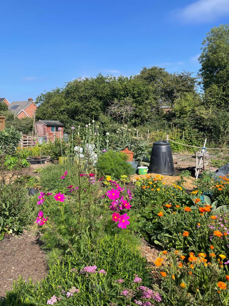 A sunny allotment plot in full summer bloom, with cosmos, marigolds, and alliums alongside a compost bin and garden shed.