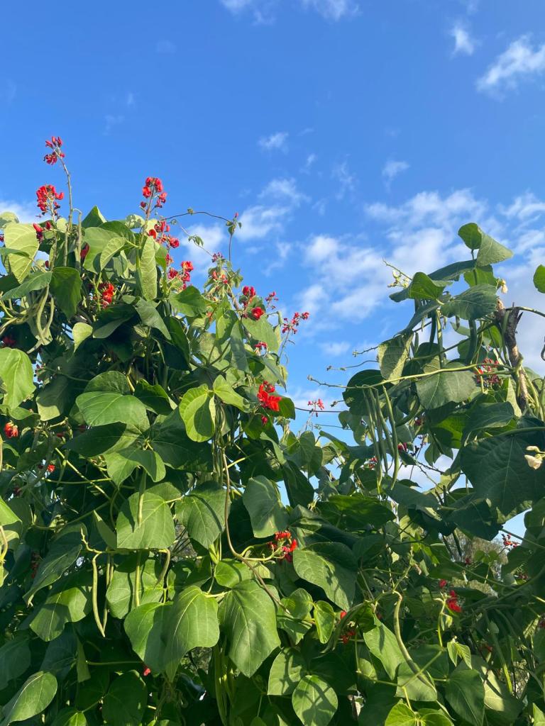 Runner bean plants in full growth, with bright red flowers and developing pods climbing against a blue summer sky.