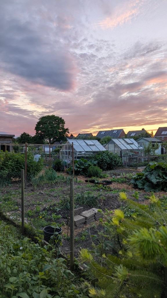 Allotment plots and greenhouses at Four Marks at sunset, with a dramatic pink and purple sky overhead.