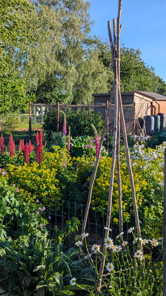 A flourishing allotment plot with a rustic wigwam cane support, red lupins, daisies, and yellow flowers, with a shed and trees in the background.