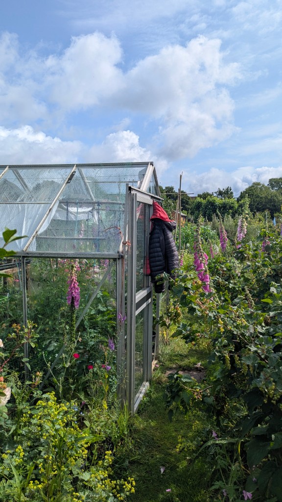 A member's allotment plot at Four Marks, with a greenhouse surrounded by tall foxgloves, flowering plants, and productive growing beds under a cloudy summer sky.
