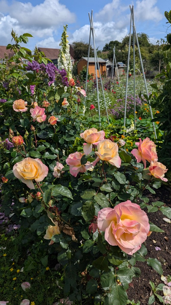 Peach and pink roses in full bloom on an allotment plot, with foxgloves and bamboo cane supports in the background.