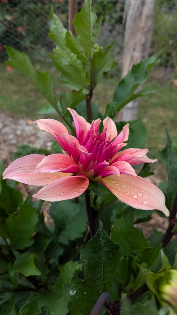 A Labyrinth dahlia in bloom, its peach and deep pink petals dotted with raindrops, set against lush green foliage.