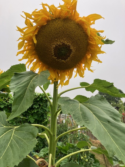 A tall sunflower with a large golden head, grown at Four Marks Allotment in summer 2025.
